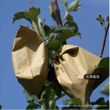 pour diminuer les maux des oiseaux Mordre la stérilité Non-pollution Culture du papier de pâte tout-bois Cultiver des sacs pour la pomme populaire au Sri Lanka